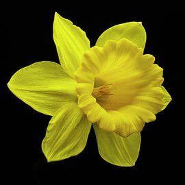 Springing Eternal by Joe Schofield