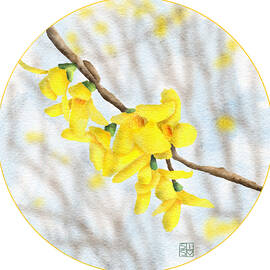 Springtime Forsythia Blooms by Snow Iris Studio