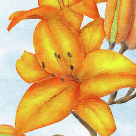 Springtime Orange Lily Flowers by Snow Iris Studio