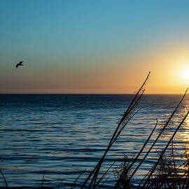 Spyglass Sunset by Gina Cinardo