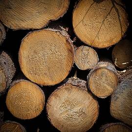 Stacked Tree Logs by Robert Grac
