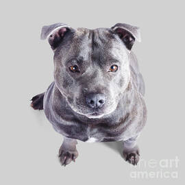 Staffordshire Bull Terrier by Jorgo Photography