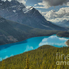 Standard Peyto Lake Summer View by Adam Jewell