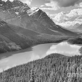 Standard Peyto Lake Summer view Black And White by Adam Jewell