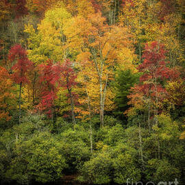 Standing in Color by Dodie Ross