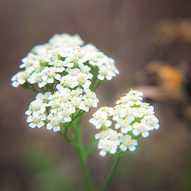 Standing out in a crowd by Stacy Abbott