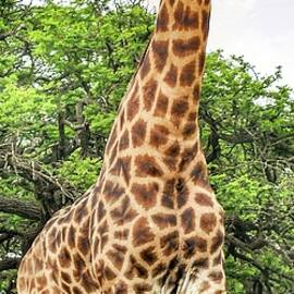 Standing Tall by Rebecca Herranen