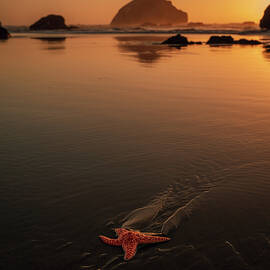 Starfish at Sunset Face Rock Bandon Oregon by Dan Sproul