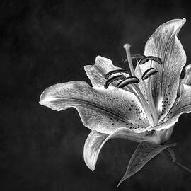 Stargazer in BW by Maryanne Keeling