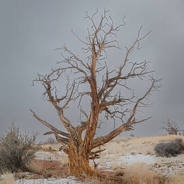 Stark Beauty by Jon Snyder