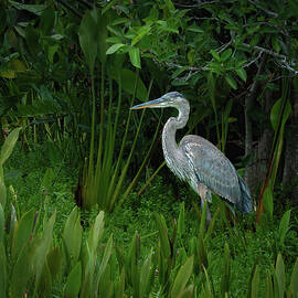 Stately Great Blue Heron by Rebecca Herranen