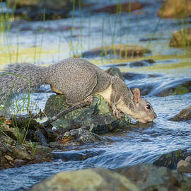Stay Hydrated - Gray Squirrel in Shasta County CA by Mike Lee