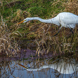 Stealth Mode-Egret by Tim Lyden