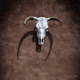 Steer scull mounted on a wall by Howard Holley