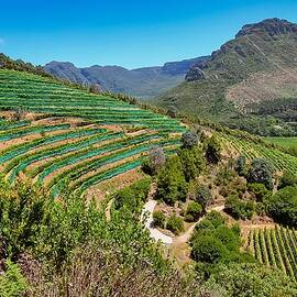 Stellenbosch Green Cascade by Travel Essayist