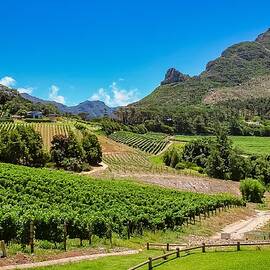 Stellenbosch Mountain Vineyard by Travel Essayist