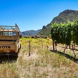Stellenbosch Vineyard by Travel Essayist