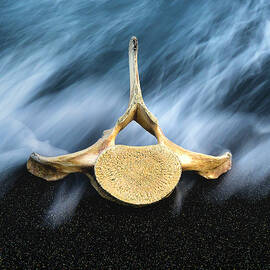 Still Life, Land and Sea by DEE POTTER