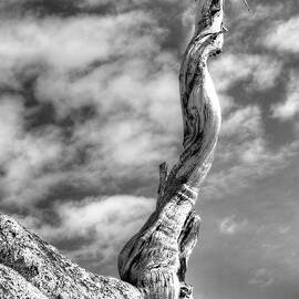 Still Standing by Joe Schofield