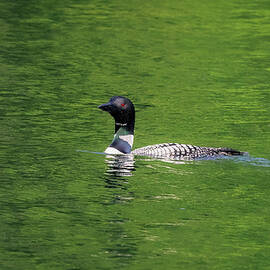 Stillness on the Lake by Kevin Schwalbe
