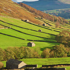 Stone barns in Swaledale, Yorkshire Dales, England by Neale And Judith Clark