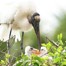 Stork and Chicks by Rebecca Herranen