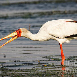 Stork Catching a Snail on the Chobe River by Natural Focal Point Photography