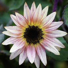 Strawberry Blonde Sunflower by Steven Nelson