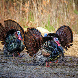 Strut Your Stuff.  by Jeff Sinon