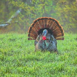 Strutting Head On In the Field by Dale Kauzlaric
