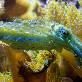 Stumpy-spined Cuttlefish