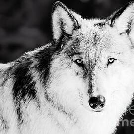 Stunning Gray Wolf Portrait and Piercing Gaze - Black and White by Dmr Filho