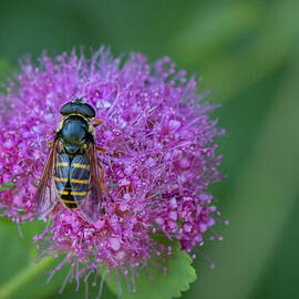 Subalpine Spirea Blossom and Bee by Nancy Gleason