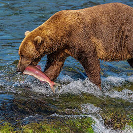 Successful Brown Bear #3 by Nancy Gleason