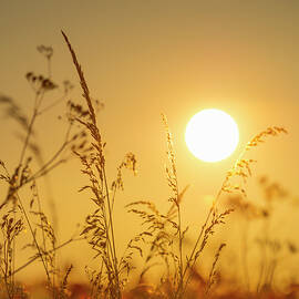 Summer Grasses 1 by Alan Copson