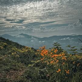 Summer Wildflowers on the Blue Ridge Parkway by Deb Beausoleil