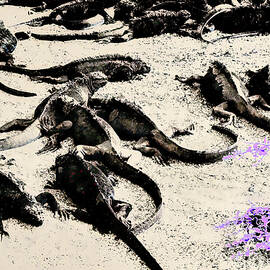 Sun Bathing Marine Iguanas by Bruce Block