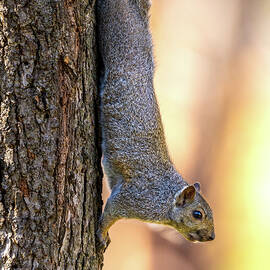 Sunbeam by James Overesch