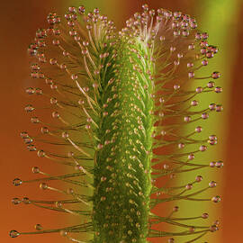 Sundew Detail by Jean Noren