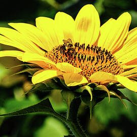 Sunflower and Bee by Louis Dallara