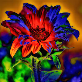 Sunflower blossom by Bruce Block