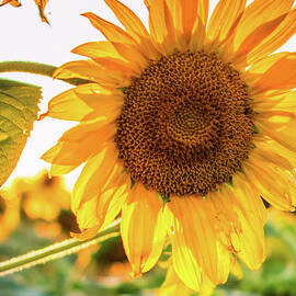 Sunflower by DEE POTTER