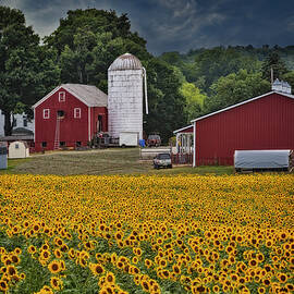 Sunflower Farm NJ by Susan Candelario