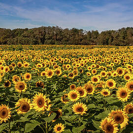 Sunflower Field by Elvira Peretsman
