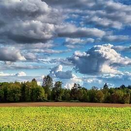 Sunflower field on Sauvie Island by Bruce Block