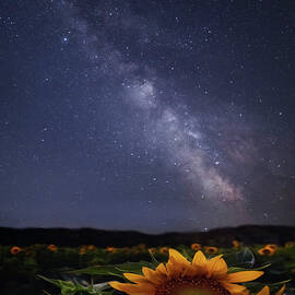 Sunflower Field Under Milkyway by Susan Candelario
