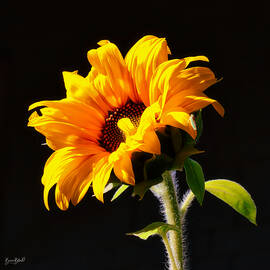 Sunflower isloated on black by Bruce Block