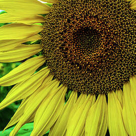 Sunflower Japan by Tommy Farnsworth