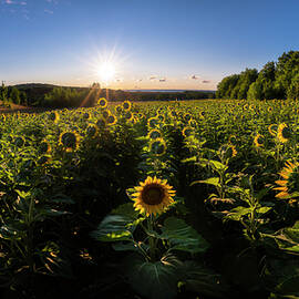 Sunflower Salutations by Owen Weber
