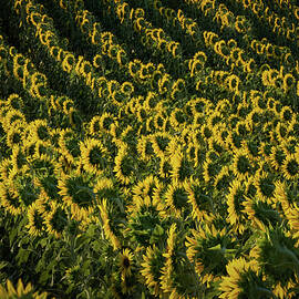 Sunflower Serenade by Joanne Eastope